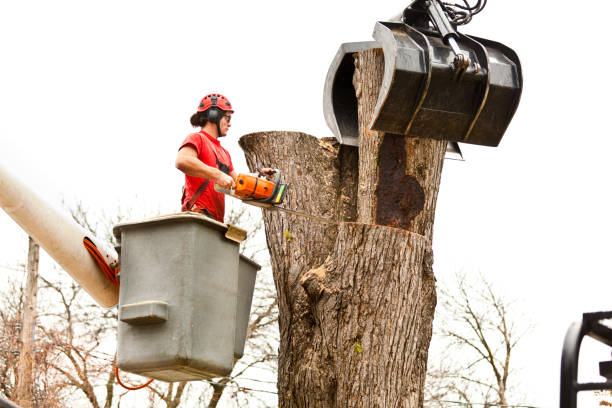 How Our Tree Care Process Works  in  Minster, OH